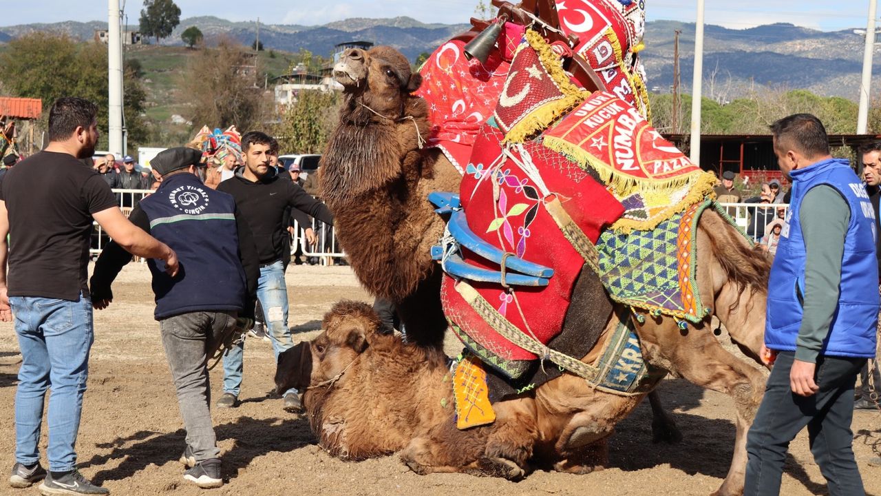 Aydın’da sezonun ilk deve güreşi Karpuzlu’da yapıldı