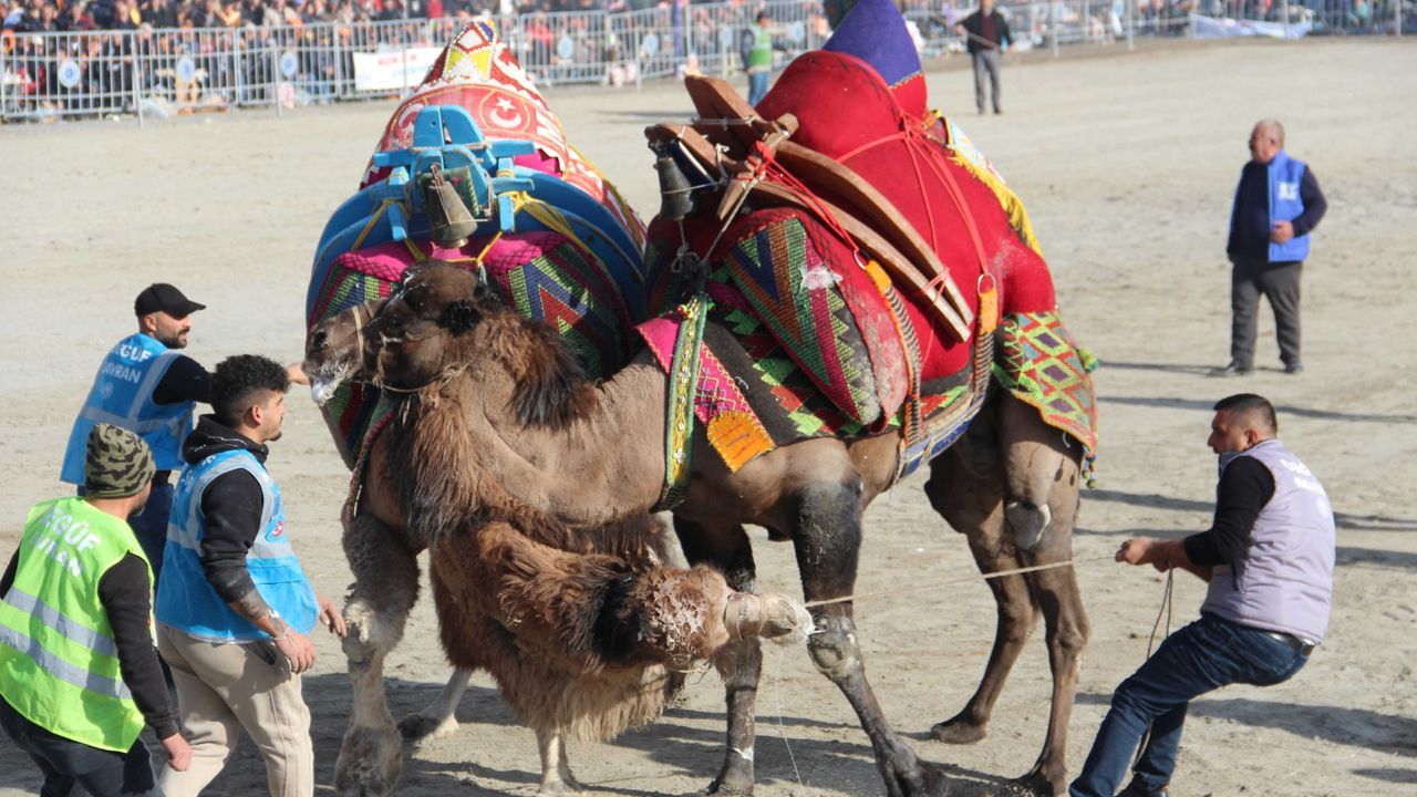 Pehlivan develer Aydın’da arenaya çıktı