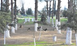 Başkan Kaya ilçeye toplu halde köpek bırakılmasına tepki gösterdi