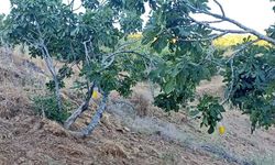 Sultanhisar’da Akdeniz sineği tuzakları hazır