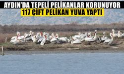 Aydın’da Tepeli Pelikanlar korunuyor: 117 çift pelikan yuva yaptı