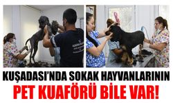 Kuşadası'nda sokak hayvanlarının pet kuaförü bile var!