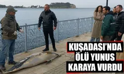 Aydın'da ölü yunus karaya vurdu