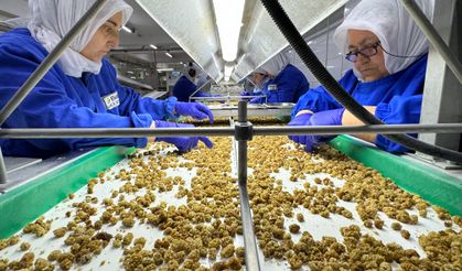 Kuru incir 6,5 dolara ihraç ediliyor
