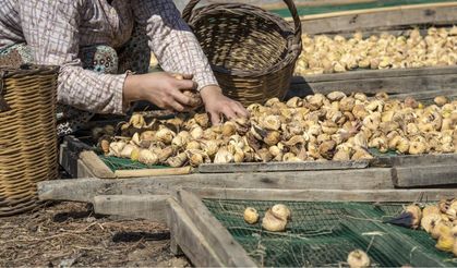 Kuru meyvede ortalama ihraç fiyatı 4 doları aştı