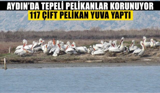 Aydın’da Tepeli Pelikanlar korunuyor: 117 çift pelikan yuva yaptı