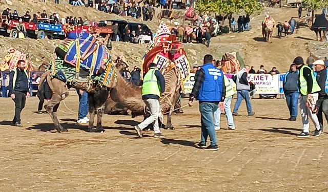 Pehlivan develer okul yararına güreşti