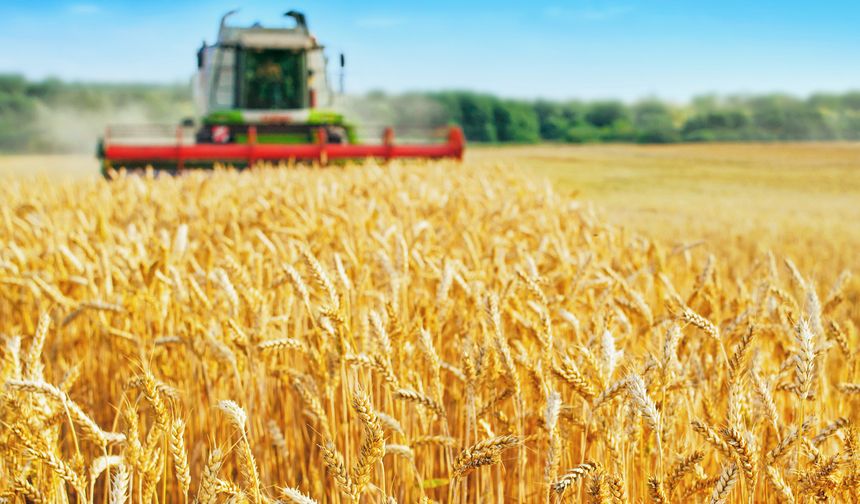 Türkiye buğday hasatında yüzde 10 verim artışı bekleniyor