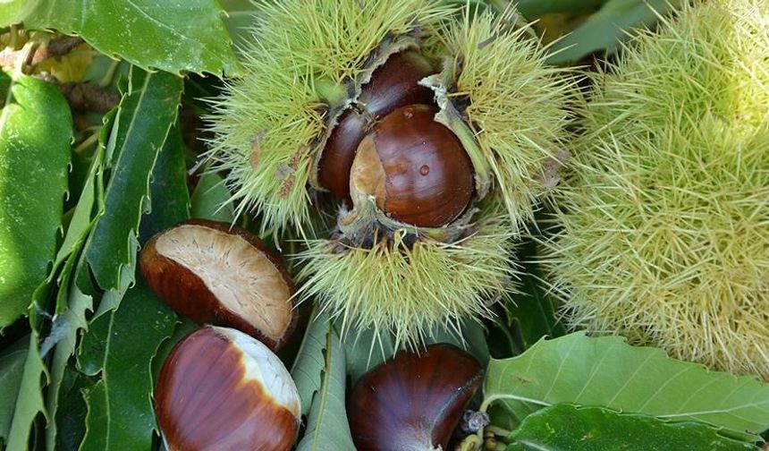 ATB Başkanı Çondur, zeytin ve kestane sezonunu değerlendirdi