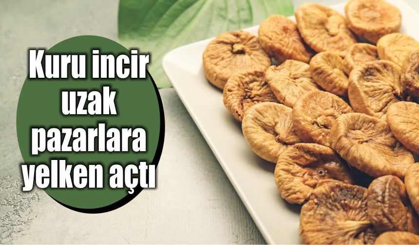 Kuru incir uzak pazarlara yelken açtı