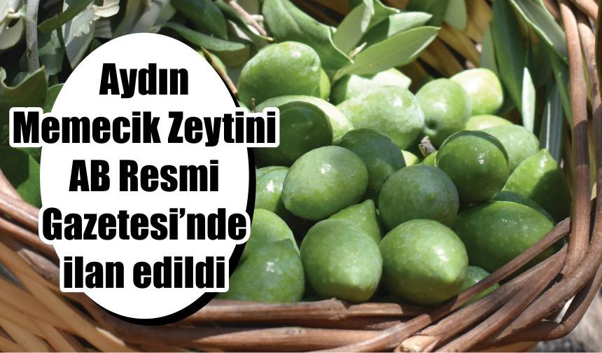 Aydın Memecik Zeytini AB Resmi Gazetesi’nde ilan edildi